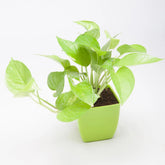 Golden Money Plant In Green Plastic Pot